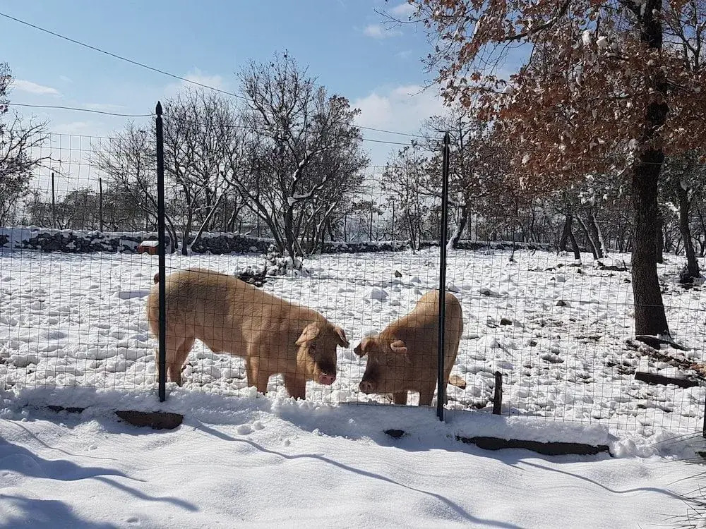 Il giardino dei mandorli Agriturismo