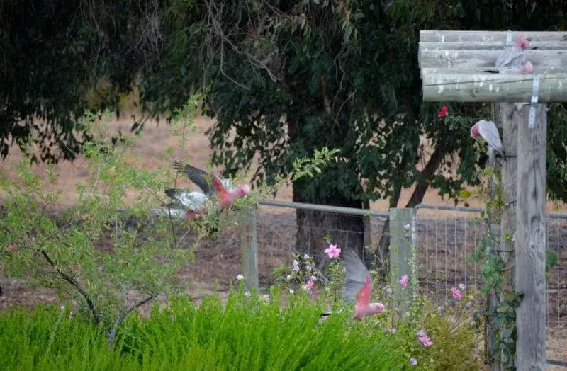 Sandy Lake Farm - Bed & Breakfast