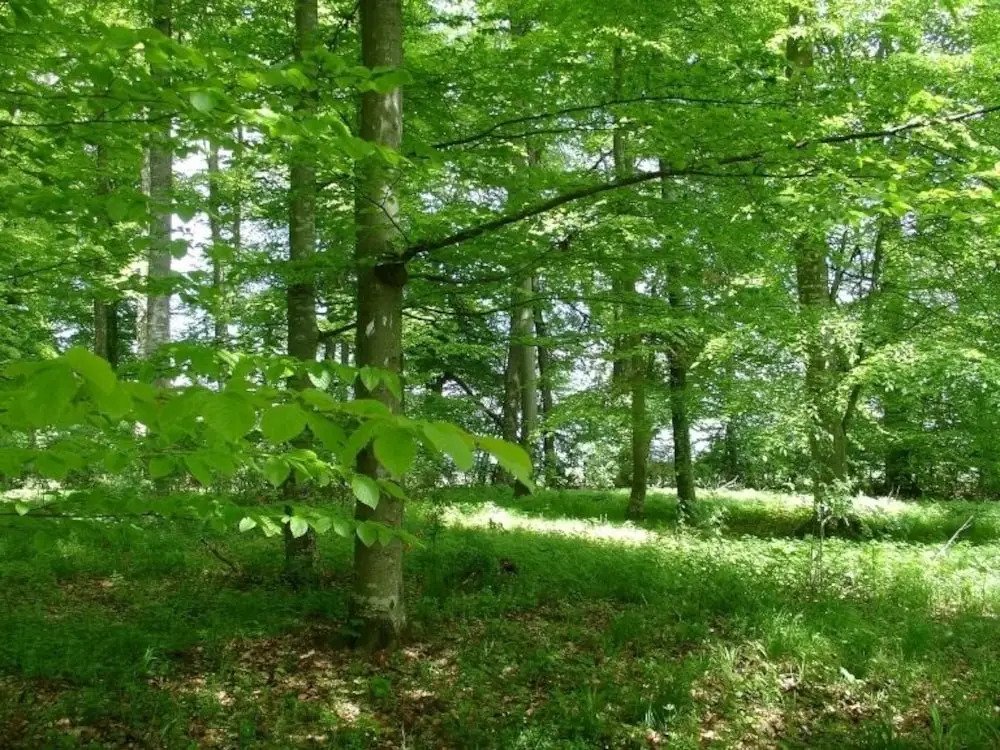 Landhotel Hirsch