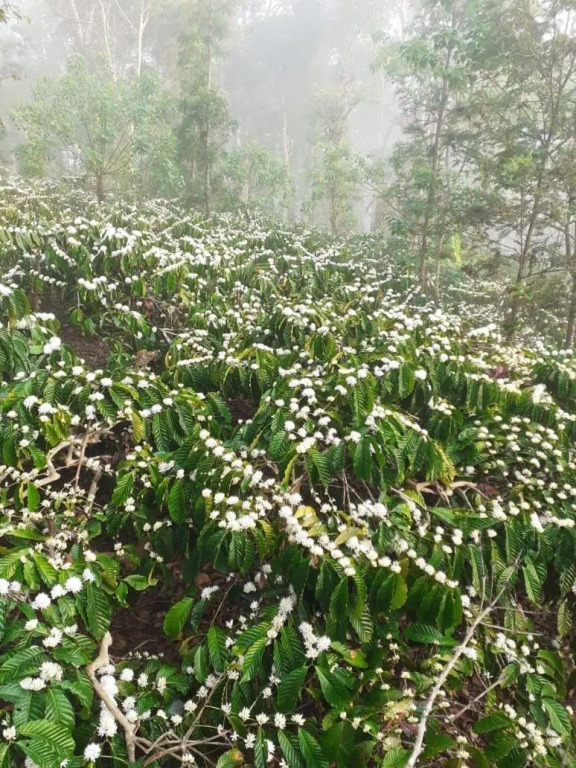 La Paz Coorg homestay