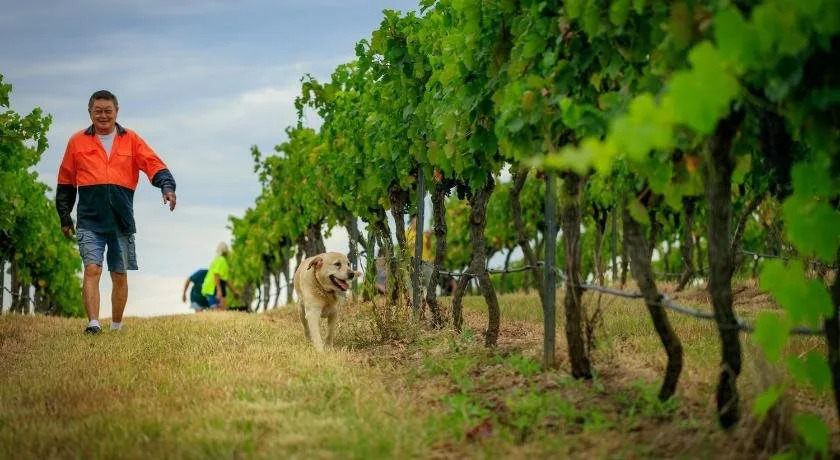 Hanging Tree Wines