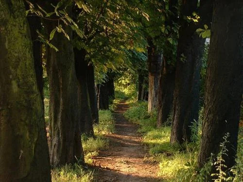 Zur Rheinschanz