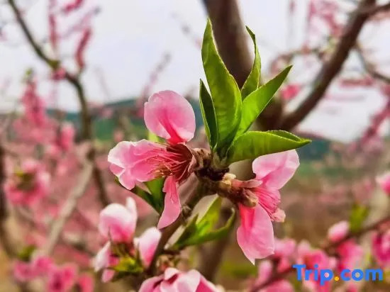 Yuke Homestay (Jingdong Grand Canyon Branch)