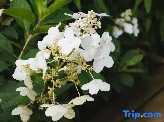 Wuxi one mountain one night Hotel(flower shop in Lingshan Town)