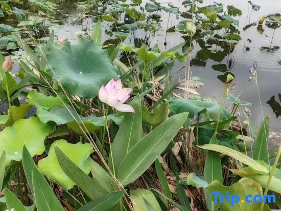 Lotus Garden (Tongling College Branch)