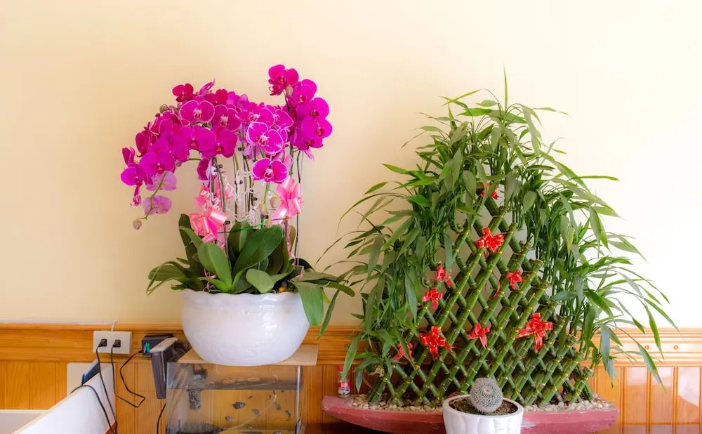Bao Han Homestay