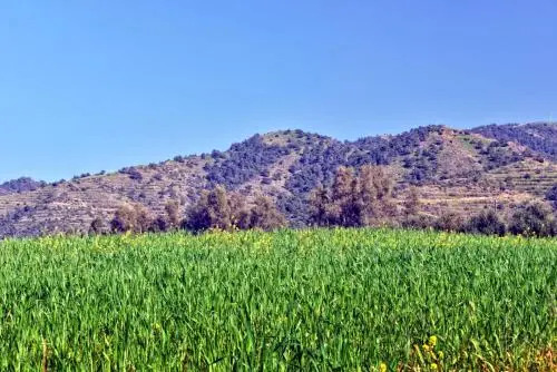 Villa 339