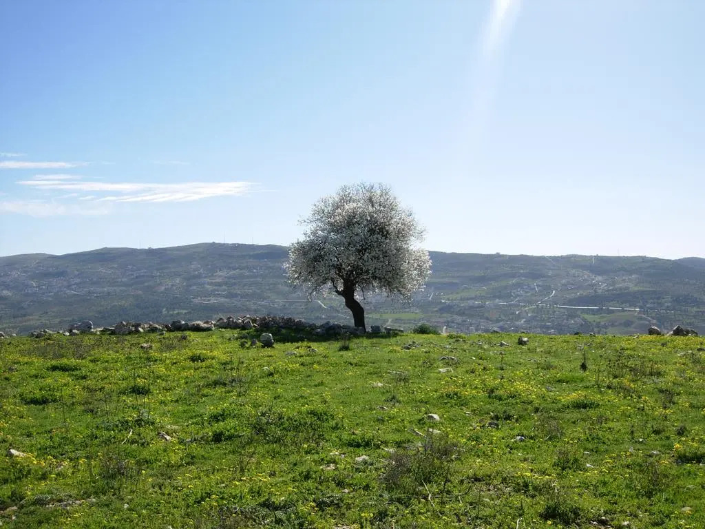 Ajloun Hotel