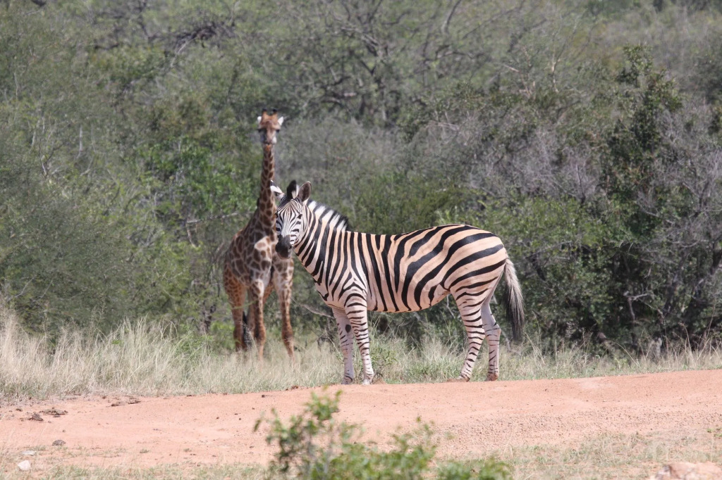 Tshukudu Game Lodge