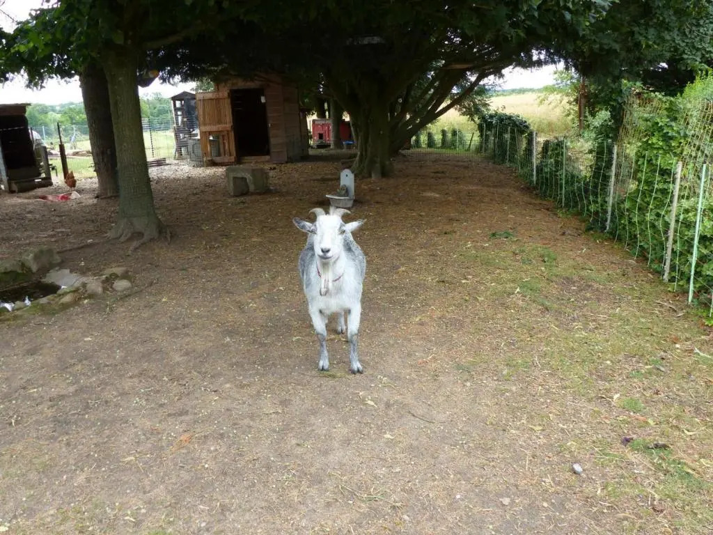Gîte de la Mini Ferme, Animaux Bienvenus, Wifi, Jardin, 4-6 Pers - FR-1-489-121