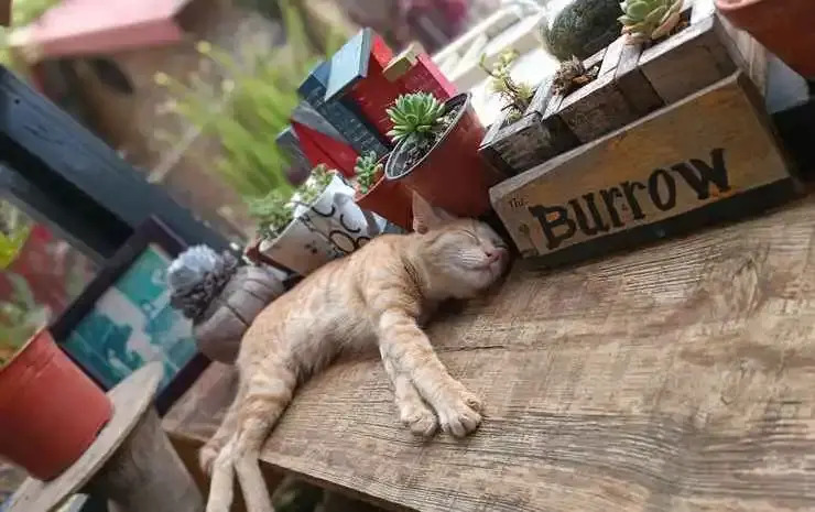The Burrow Dalat