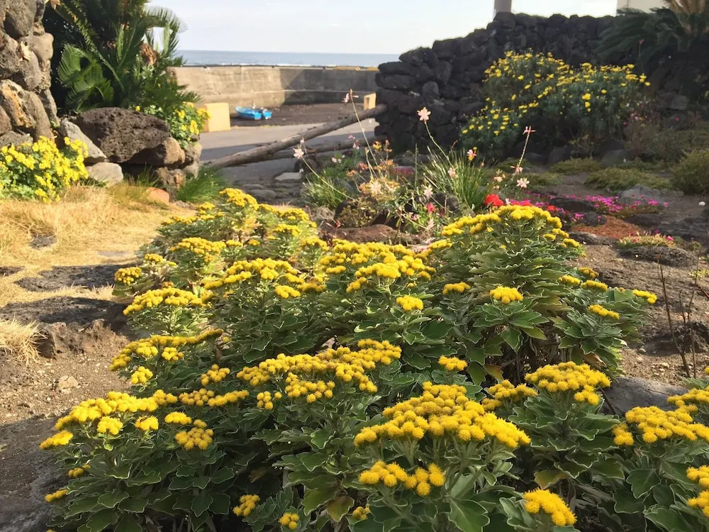 Sunday Jeju