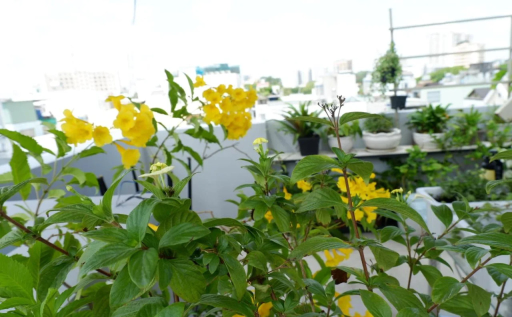 WillHome Hostel
