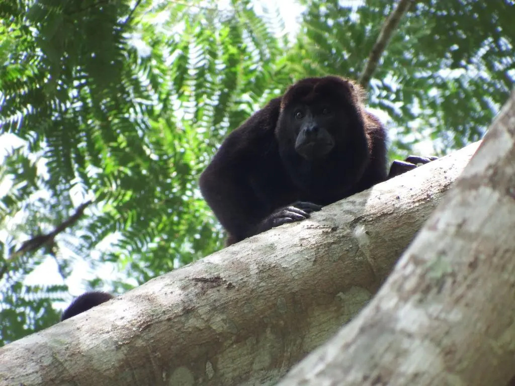 Selva Color - Forest & Beach EcoLodge