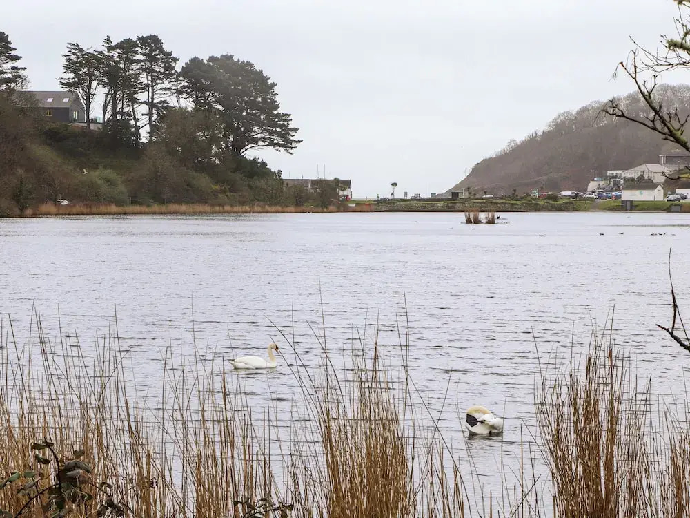 Swans Nest