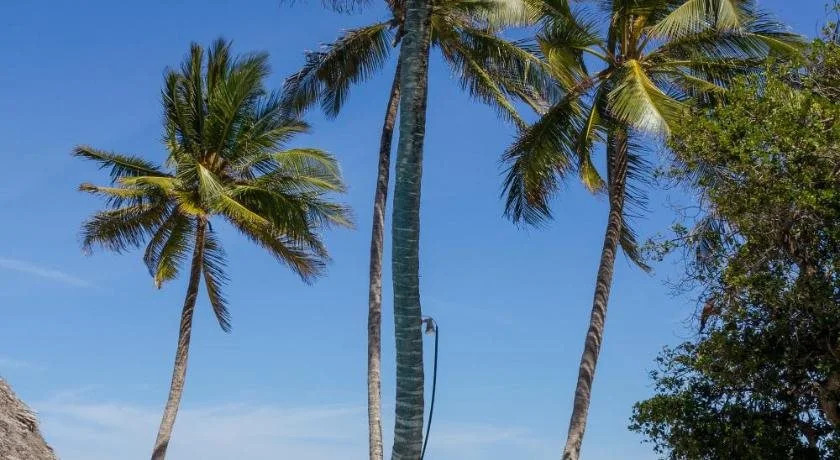 Ocean Village Club