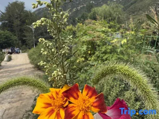 Laiyuan Baishishan Jiaoqing Homestay