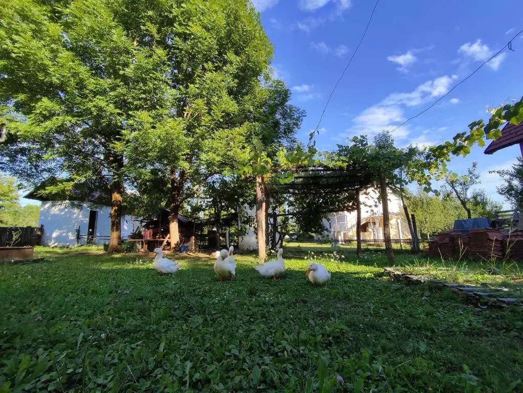 Apartments Eco Forest Resort
