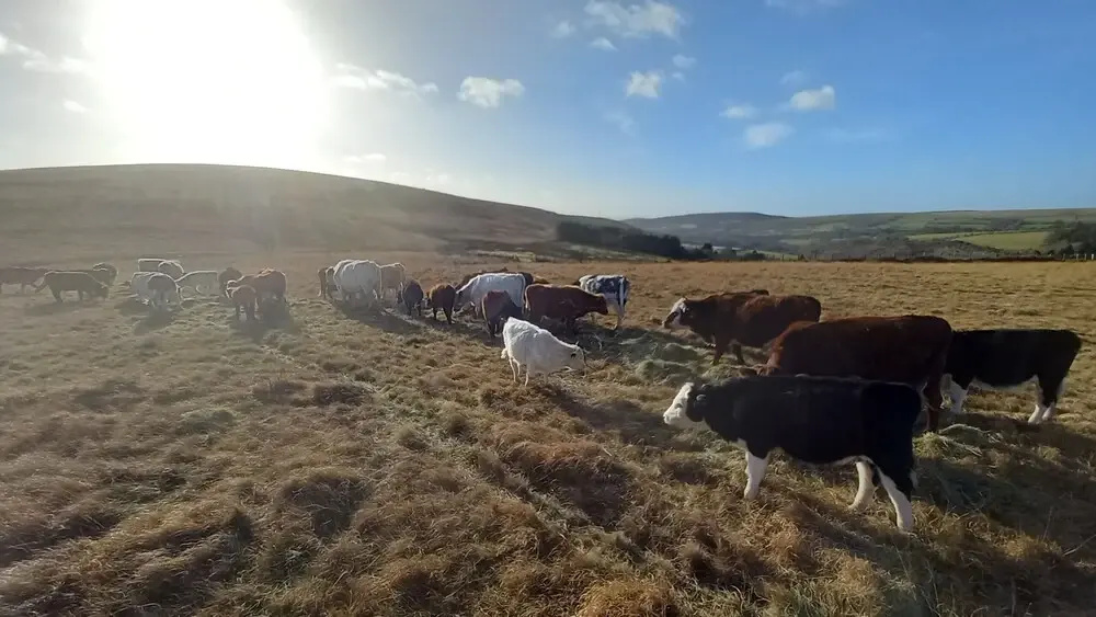 The Lookout - Park Home, Farm Park Stay