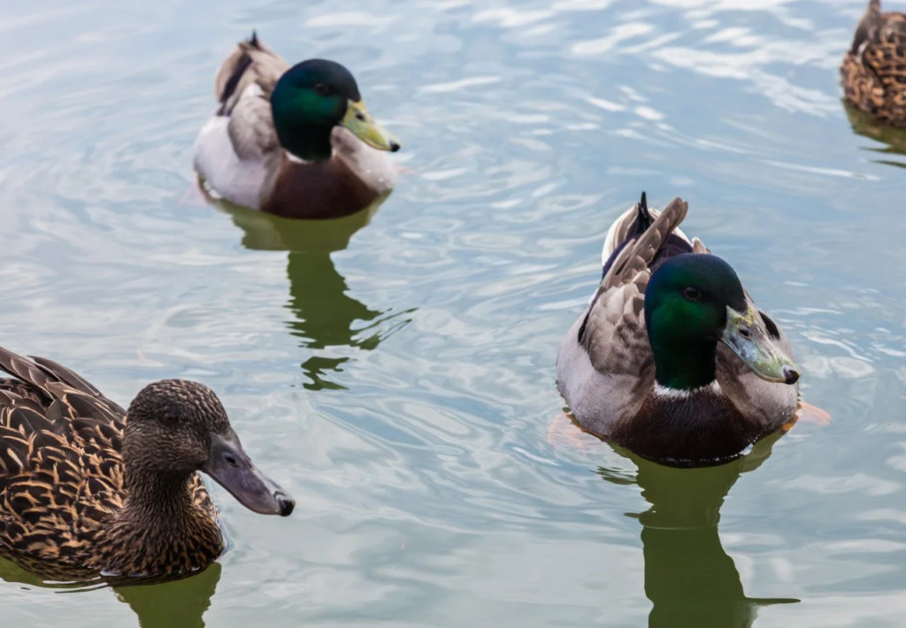 Greenlake
