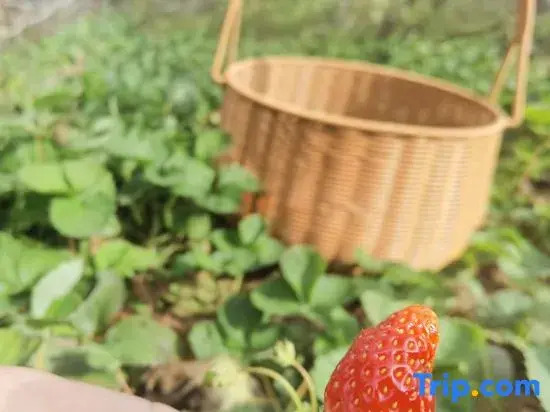 Tianjin Kaixinju Homestay (Moyu Camp)