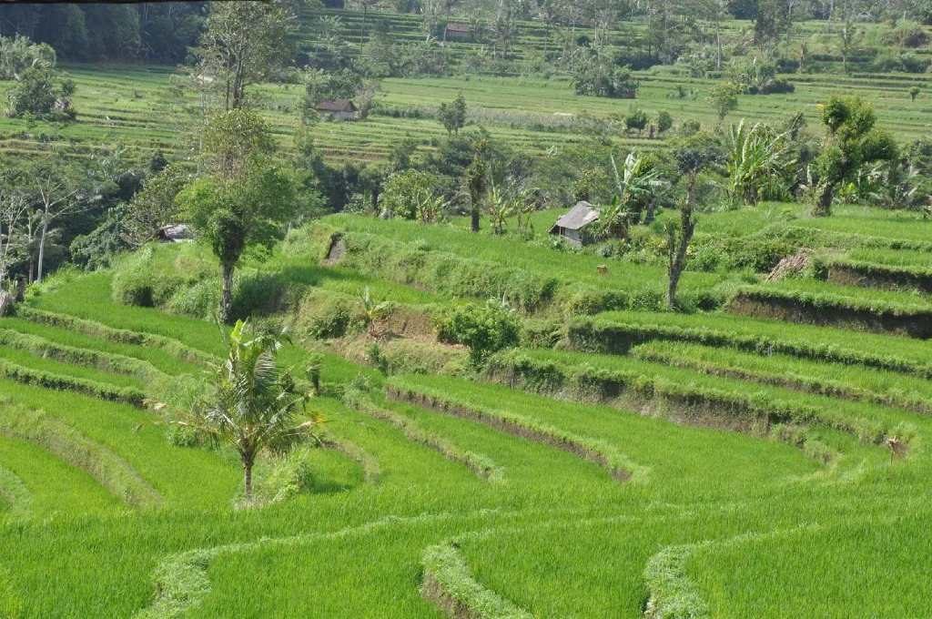 Teras Bali Rice Terrace Bungalows and Spa