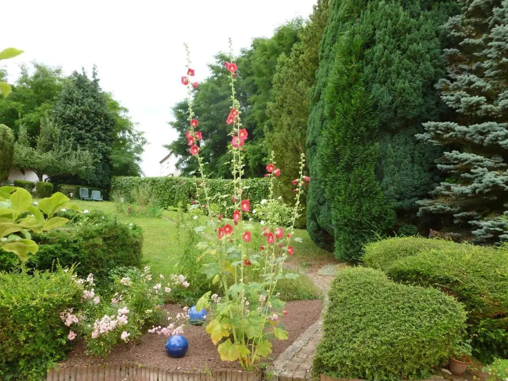 La Rose Tremiere