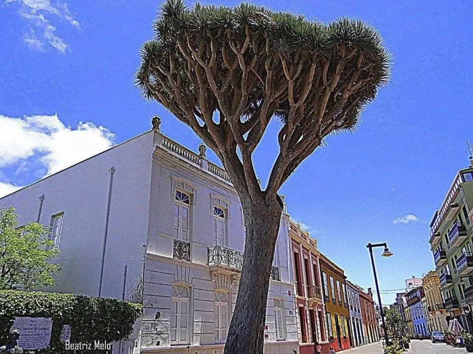 Apartamento Maya