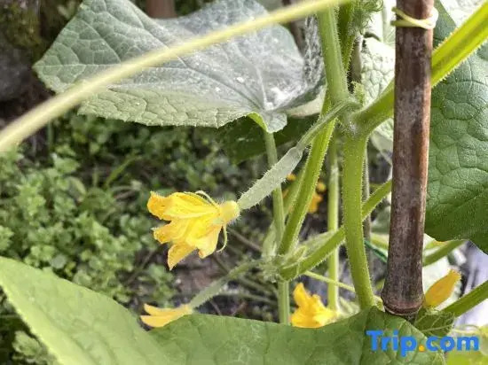 Hangzhou Lin'an Komu Homestay