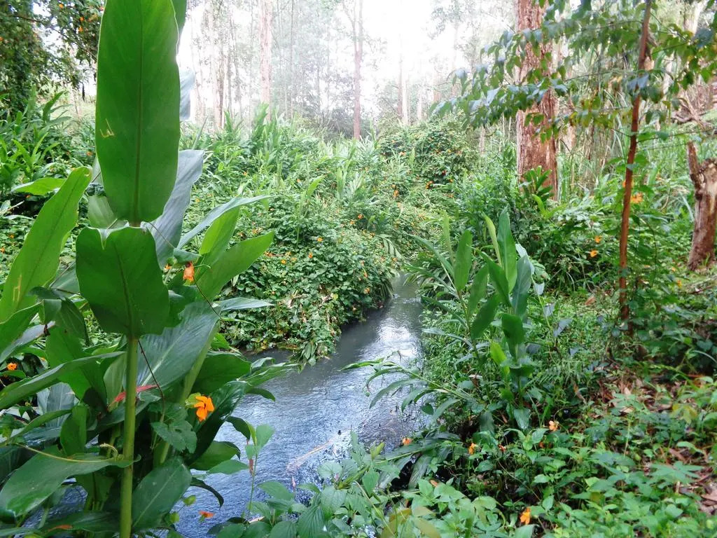 Bosques del Llano