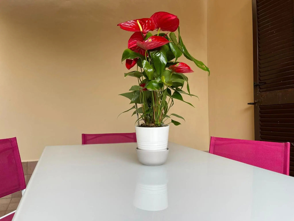Flowers in Rome