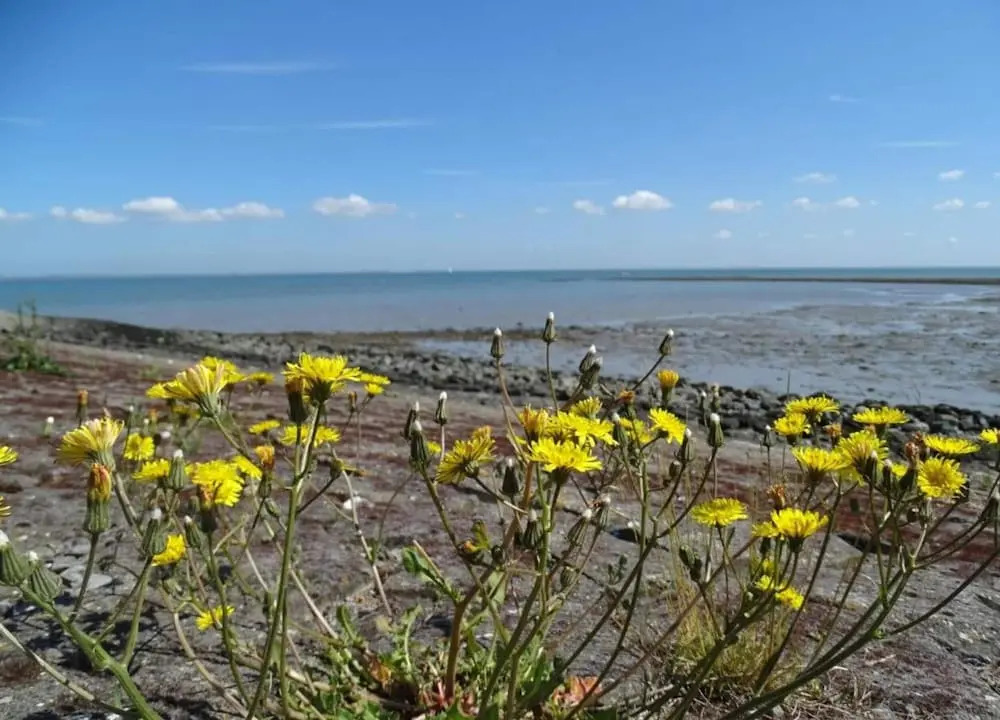 Lovely holiday home in Wissenkerke with garden