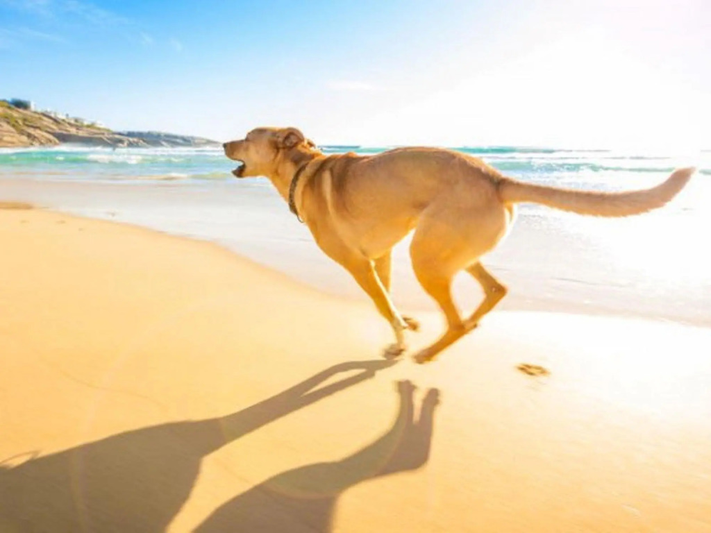 Pet Friendly apartment on the beach 306