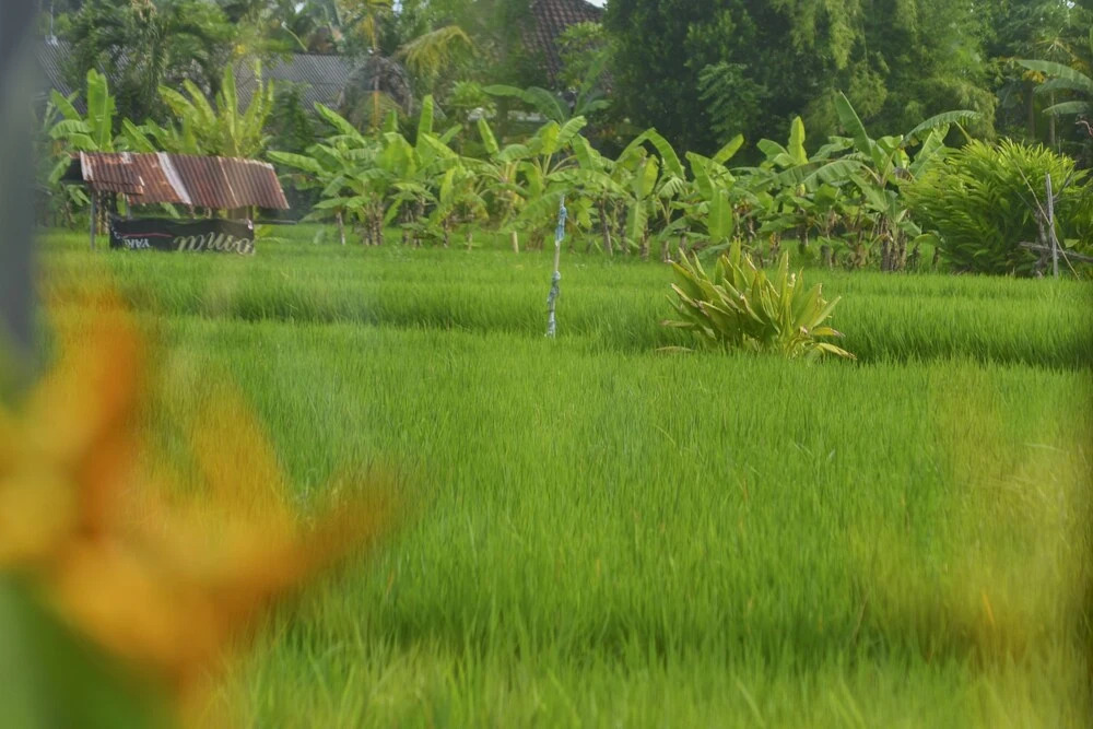 Villa Bella Batubulan