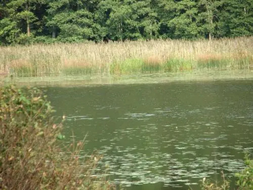 Pasuojė