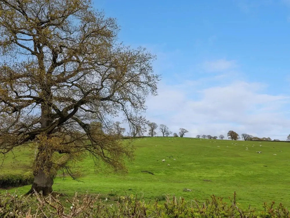Aelybryn