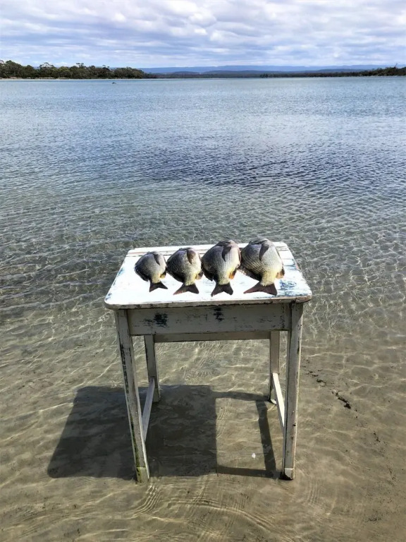 Oystercatcher