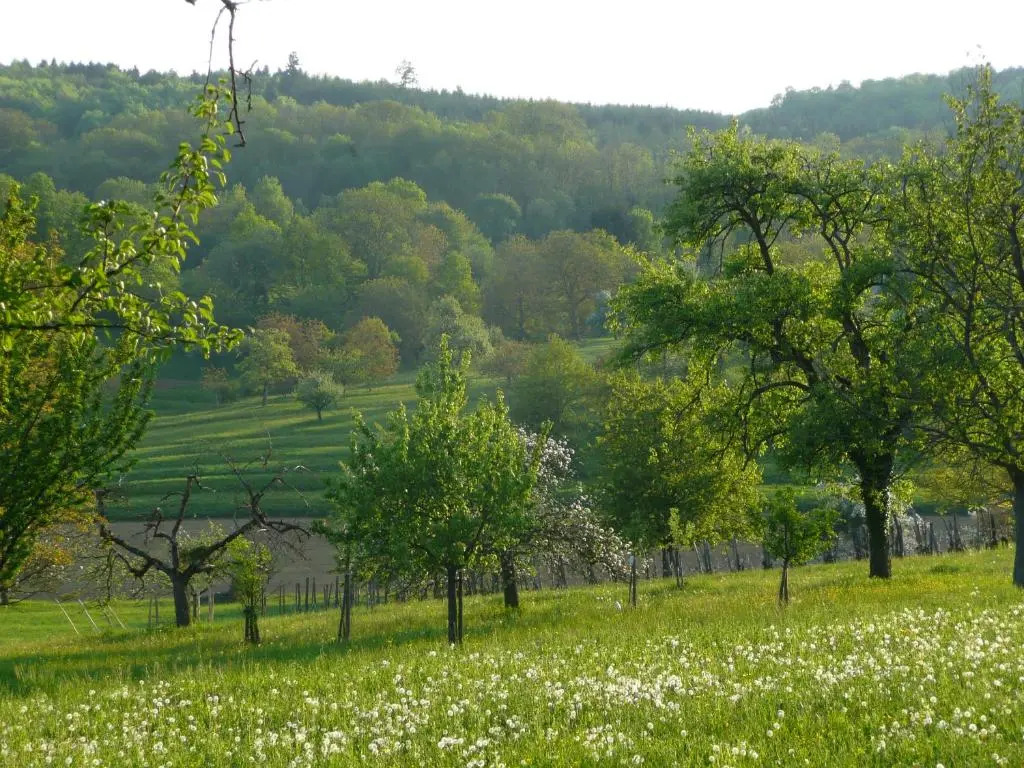 La Pomme de Pin