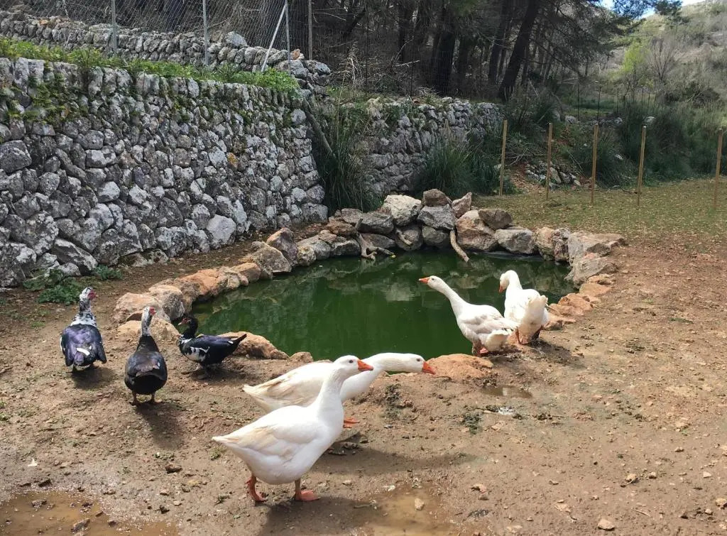 Finca Ses Fontanelles