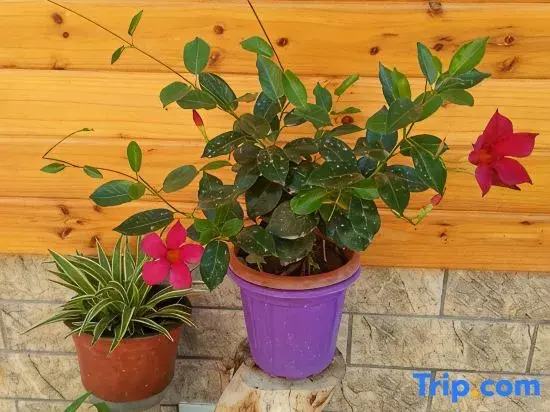 Tiantai Jiahong Homestay