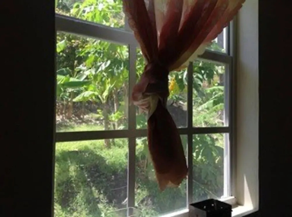 The Jungle Room
