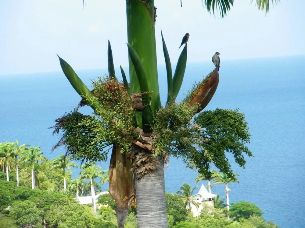 Sea Song Caribbean Villa