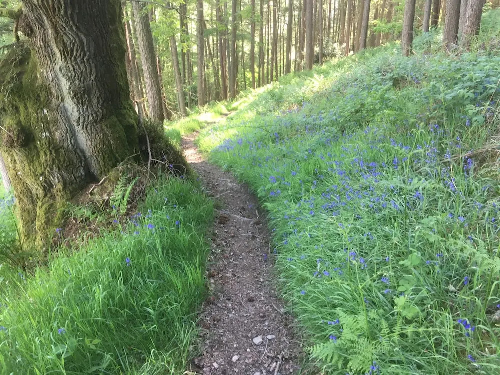 Laurel Bank