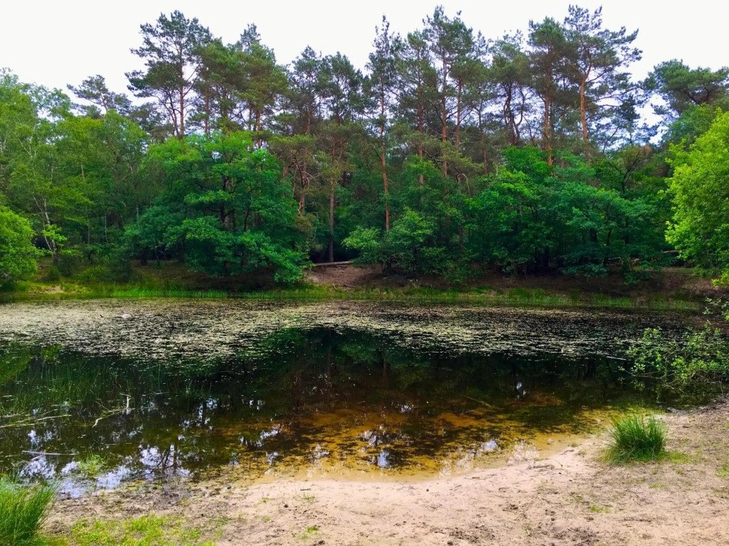 Wilde Moeflon, geniet van de vrije natuur