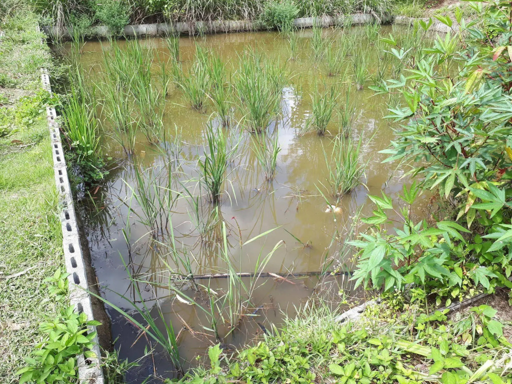 Baansongkhata