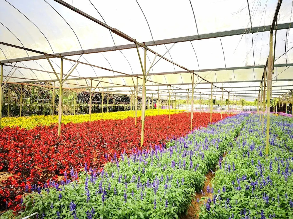 Mu Mawar Strawberry Gohtong Family Suite