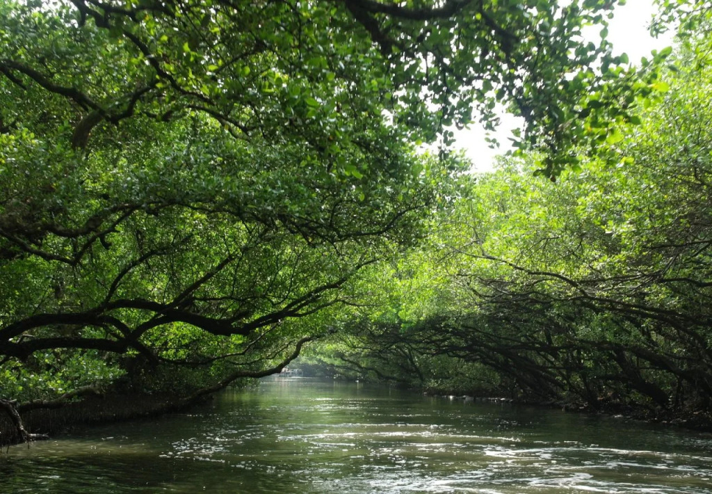 River Roof
