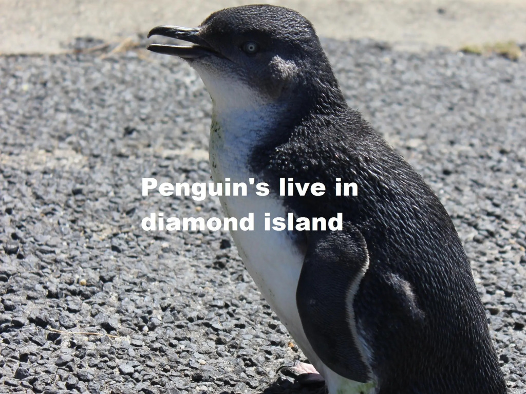 Diamond Island Resort, Restaurant & Bar and Penguin Show