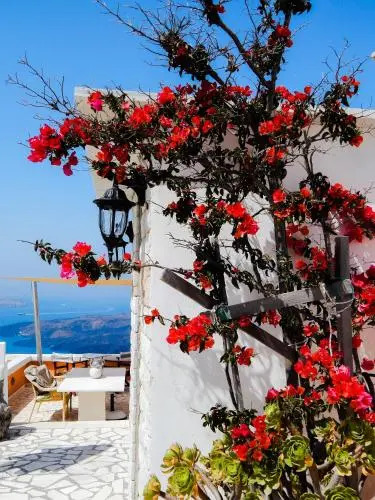 Le Petit Greek