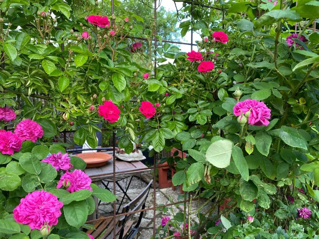 B&B Bland Ormbunkar Och Rosor